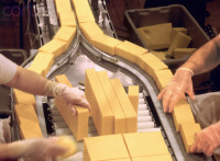 Holandia praca na produkcji w fabryce sera w Harderwijk od zaraz (dla mężczyzn bez okularów)