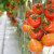 Od zaraz sezonowa praca w Holandii przy zbiorach pomidorów kiściowych - Zdjęcie 1
