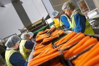 Praca w Holandii na produkcji – krojenie warzyw Tilburg bez języka