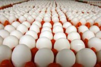 Holandia praca dla Polaków przy pakowaniu jajek bez znajomości języka