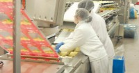 Praca w Holandii na produkcji serów bez znajomości języka Zeewolde