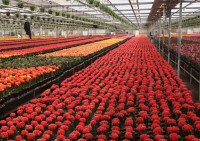 Holandia praca od zaraz Haga w ogrodnictwie bez języka przy kwiatach