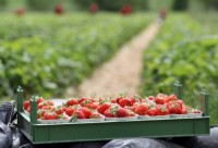 Praca w Holandii sezonowa przy zbiorach truskawek bez języka Bemmel