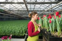 Praca w Holandii w ogrodnictwie przy kwiatach, tulipany Venlo bez języka