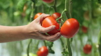 Ogłoszenie pracy w Holandii bez języka ogrodnictwo przy pomidorach pielęgnacja i zbiory