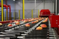 Oferta pracy w Holandii przy pakowaniu, sortowaniu warzyw od zaraz Venlo