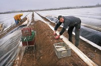 Oferta sezonowej pracy w Holandii przy zbiorach szparagów bez języka Asten