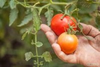 Dam pracę w Holandii ogrodnictwo uprawa pomidorów bez języka Aarle Rixtel