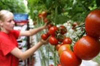 Ogrodnictwo praca w Holandii przy pomidorach bez języka Venlo
