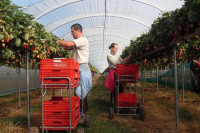 Oferta sezonowej pracy w Holandii zbiory truskawek w szklarni bez języka Bemmel