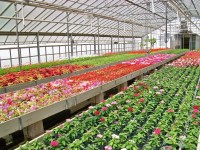 Holandia praca w ogrodnictwie bez języka Emmen przy kwiatach i warzywach