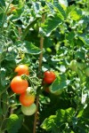 Praca w Holandii przy pomidorach – zbiory warzyw od zaraz Friesland