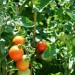 tomatoes-1026096_1920
