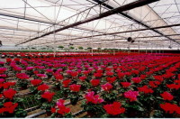Ogrodnictwo oferty pracy w Holandii przy roślinach doniczkowych w szklarni