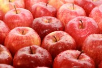 Oferta sezonowej pracy w Holandii bez języka zbiory jabłek od zaraz Venlo