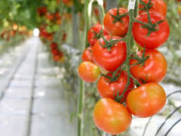Od zaraz praca Holandia w ogrodnictwie bez języka przy pomidorach Rotterdam