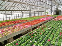 Ogrodnictwo praca w Holandii w szklarni przy kwiatach, Bluszcz w Veenendaal