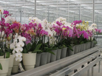 Oferta pracy w Holandii, w szklarni przy kwiatach – orchideach Bleiswijk