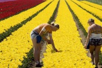 Ogłoszenie pracy w Holandii w ogrodnictwie przy kwiatach bez języka Haga