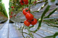 Sezonowa praca w Holandii zbiory pomidorów Goes od zaraz bez języka