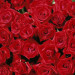 bomen-planten-rozen-bouquet-of-red-roses-0_0_4a792c8368a60_139842