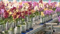 Dam pracę w Holandii ogrodnictwo przy orchideach od zaraz bez języka Bleiswijk