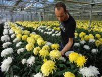 Holandia praca przy chryzantemach w ogrodnictwie bez języka Naaldwijk