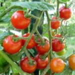 Holandia praca od zaraz w ogrodnictwie bez języka przy pomidorach w szklarni Goes
