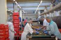 Amersfort, Holandia praca bez znajomości języka produkcja ciastek, ptysi i eklerków