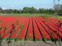 Holandia praca wakacyjna w ogrodnictwie przy kwiatach bez języka, Overijssel 2017