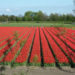 pole czerwonych tulipanow z ludzmi