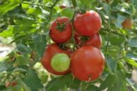 Sezonowa praca Holandia bez znajomości języka zbiory pomidorów od zaraz Venlo