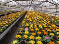 Dla studentów praca w Holandii przy kwiatach, ogrodnictwo 2017 Groningen