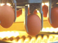 Pakowanie jajek – oferta pracy w Holandii od zaraz, Uden