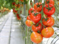 Dam pracę w Holandii – zbiór pomidorów w szklarni od zaraz, Westland