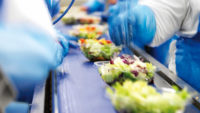 Praca w Holandii na produkcji sałatek warzywnych z językiem angielskim Rotterdam