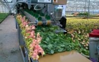 Ogrodnictwo praca Holandia od zaraz przy kwiatach bez znajomości języka Rijsenhout