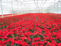 Ogrodnictwo oferta świątecznej pracy w Holandii przy kwiatach – gwiazdach betlejemskich, Dronten