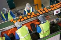 Fizyczna praca w Holandii przy sortowaniu i pakowaniu marchwi od zaraz w Baarlo