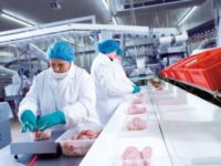 Holandia praca na produkcji w fabryce kurczaków w Nijkerk