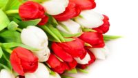 Od zaraz oferta pracy w Holandii w ogrodnictwie przy kwiatach – tulipanach, Hoofddorp