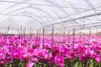 Oferta pracy w Holandii w szklarni przy kwiatach od zaraz, Westland
