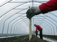 Holandia praca sezonowa od lutego 2018 zbiory szparagów bez języka Emmeloord