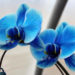 123456Blue-Orchid-Meaning