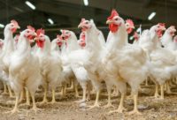 Dla par (k/m) dam pracę w Holandii w fabryce kurczaków z językiem angielskim, Nijkerk