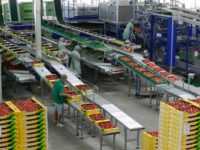 Oferta pracy w Holandii przy pakowaniu warzyw i owoców okolice Hagi (Poeldijk)