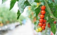 Sezonowa praca w Holandii – zbiory pomidorów w szklarni bez języka, Someren 2018
