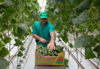 Od zaraz sezonowa praca w Holandii przy zbiorach ogórków, pomidorów w szklarni, Venlo