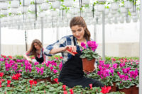 Od zaraz Holandia praca w szklarni przy kwiatach – ogrodnictwo 2018