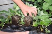 Praca Holandia w ogrodnictwie przy pielęgnacji sadzonek malin i truskawek k. Bredy